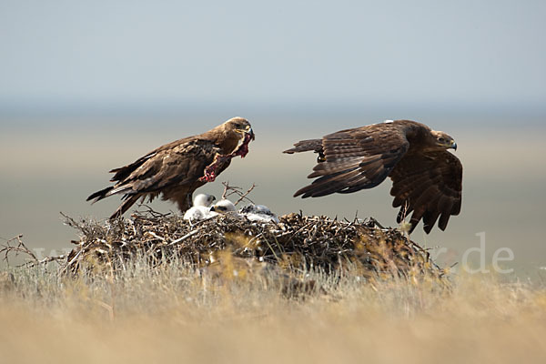 Steppenadler (Aquila nipalensis)