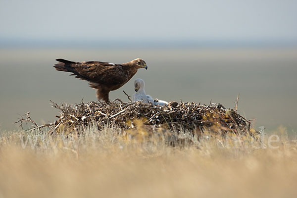 Steppenadler (Aquila nipalensis)