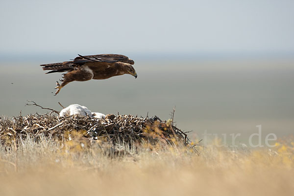 Steppenadler (Aquila nipalensis)