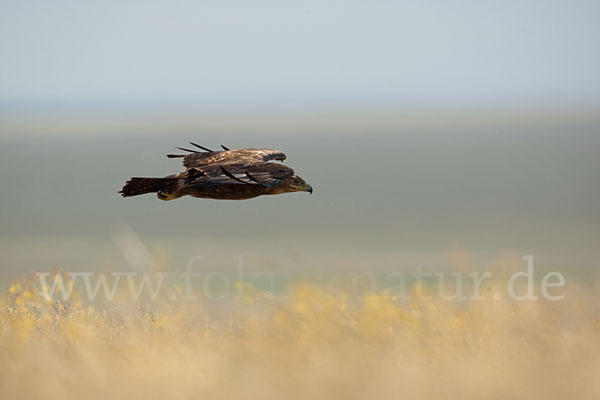 Steppenadler (Aquila nipalensis)