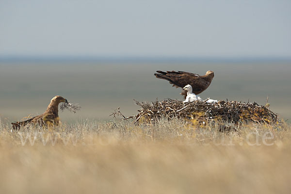 Steppenadler (Aquila nipalensis)