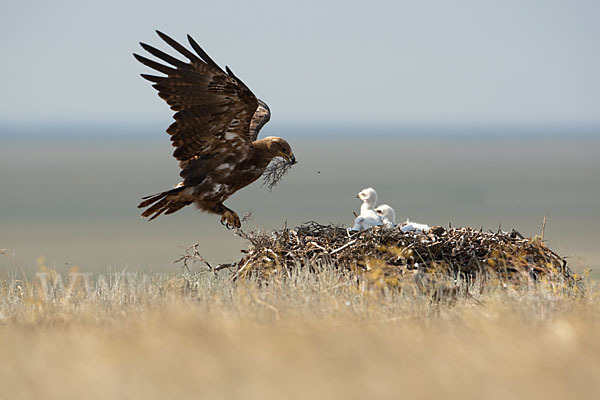 Steppenadler (Aquila nipalensis)