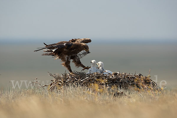 Steppenadler (Aquila nipalensis)