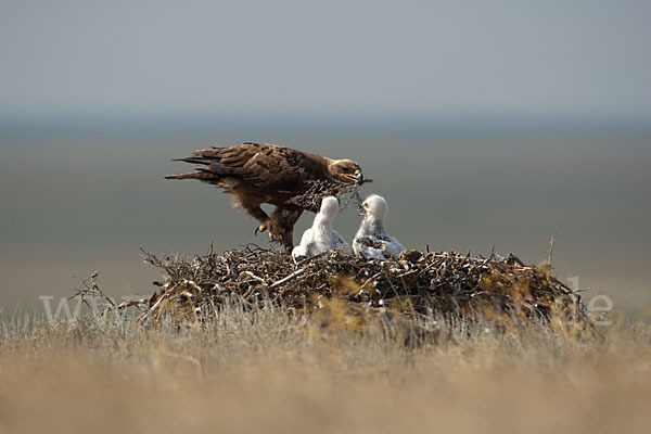 Steppenadler (Aquila nipalensis)