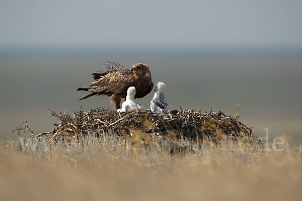 Steppenadler (Aquila nipalensis)