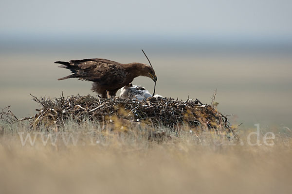 Steppenadler (Aquila nipalensis)