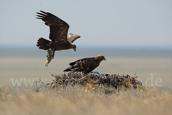 Steppenadler (Aquila nipalensis)