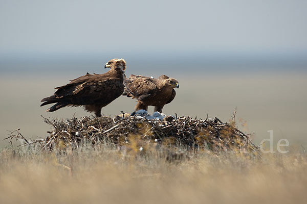 Steppenadler (Aquila nipalensis)