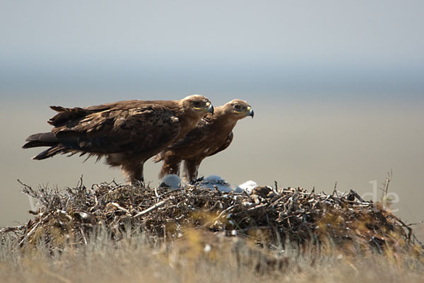 Steppenadler (Aquila nipalensis)