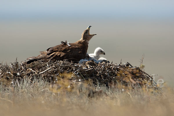 Steppenadler (Aquila nipalensis)