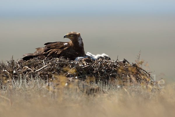 Steppenadler (Aquila nipalensis)