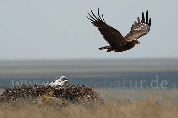 Steppenadler (Aquila nipalensis)