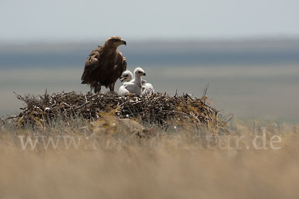 Steppenadler (Aquila nipalensis)