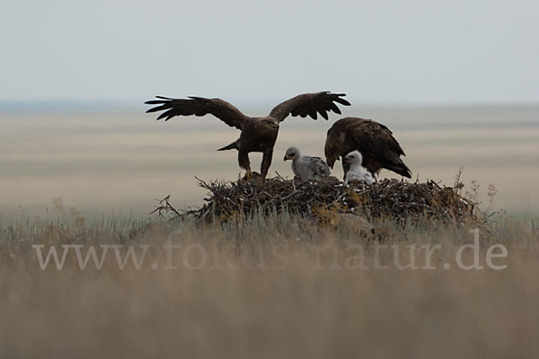 Steppenadler (Aquila nipalensis)