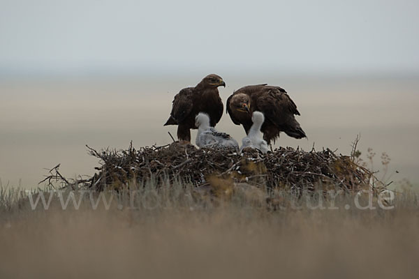 Steppenadler (Aquila nipalensis)