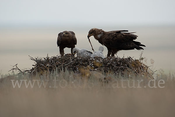 Steppenadler (Aquila nipalensis)