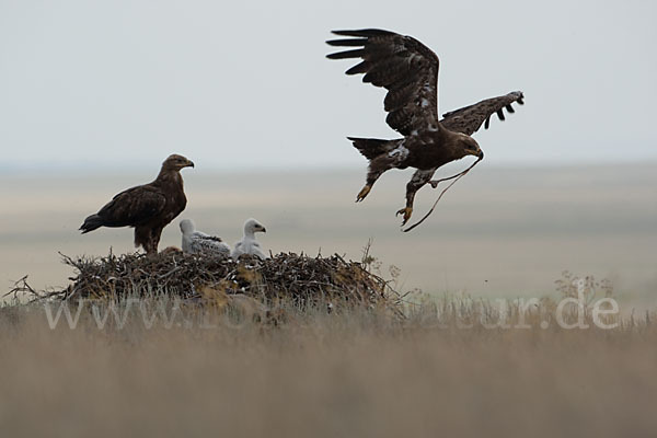 Steppenadler (Aquila nipalensis)