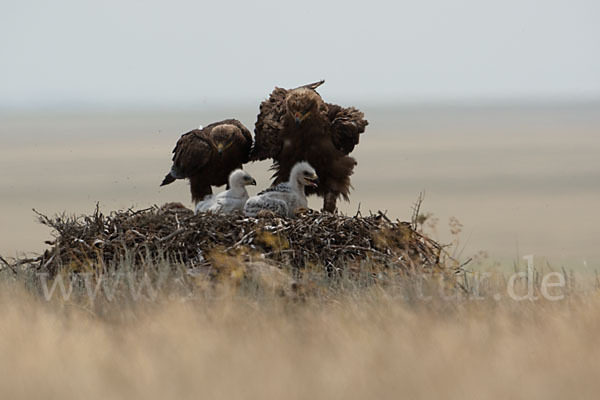 Steppenadler (Aquila nipalensis)