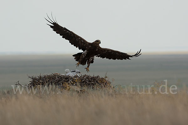 Steppenadler (Aquila nipalensis)