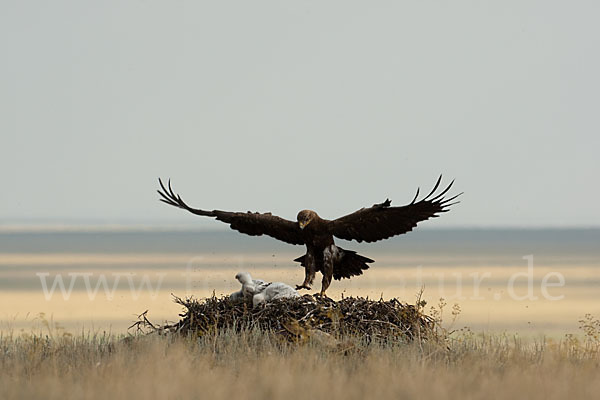 Steppenadler (Aquila nipalensis)