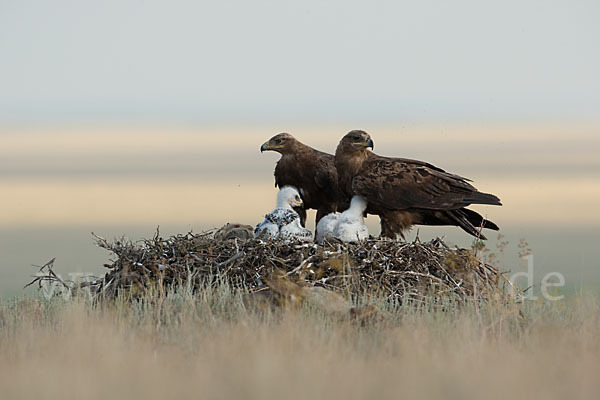 Steppenadler (Aquila nipalensis)