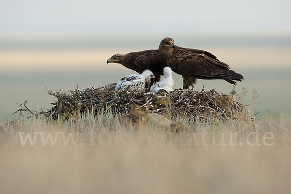 Steppenadler (Aquila nipalensis)