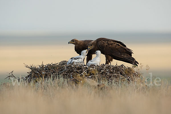 Steppenadler (Aquila nipalensis)