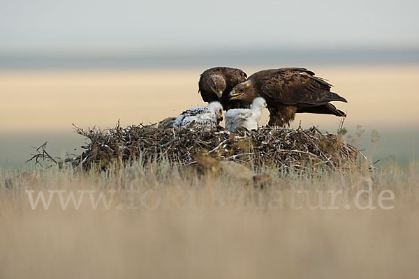 Steppenadler (Aquila nipalensis)