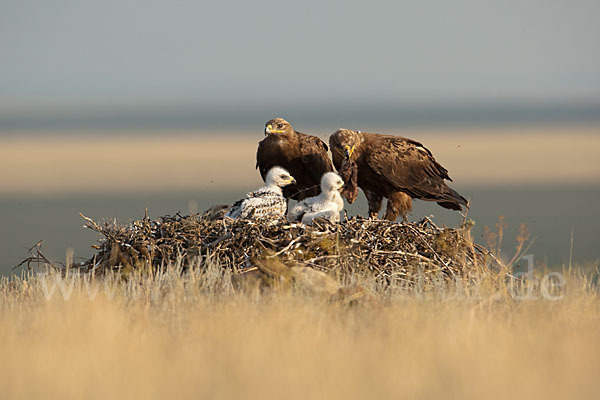 Steppenadler (Aquila nipalensis)