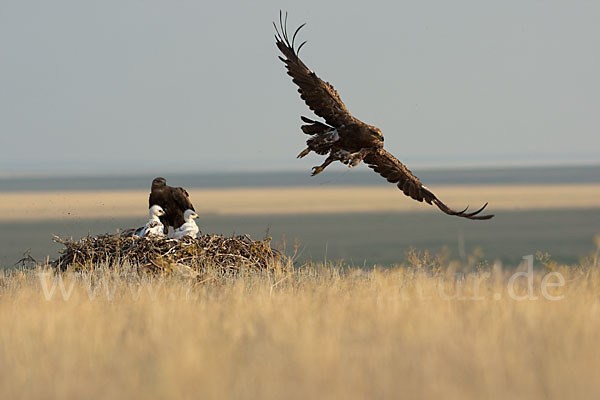 Steppenadler (Aquila nipalensis)