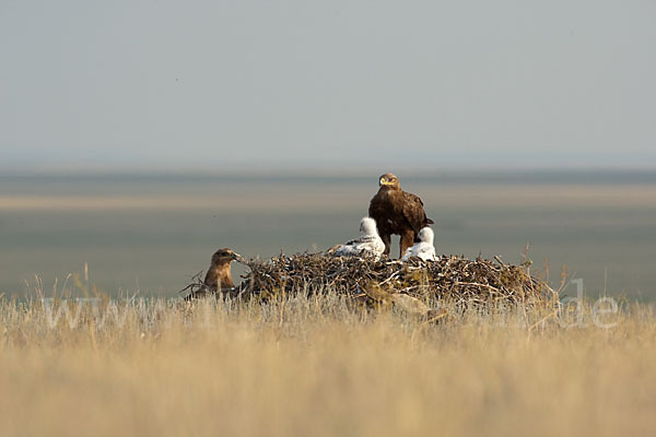 Steppenadler (Aquila nipalensis)