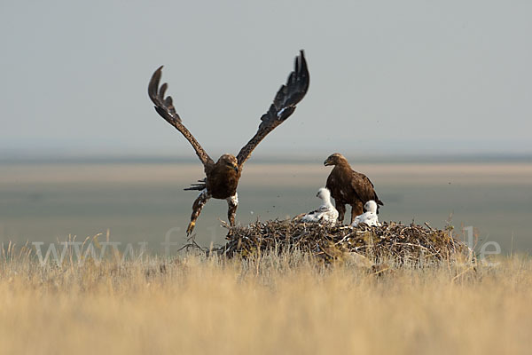 Steppenadler (Aquila nipalensis)