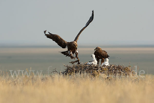 Steppenadler (Aquila nipalensis)