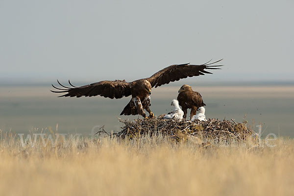 Steppenadler (Aquila nipalensis)