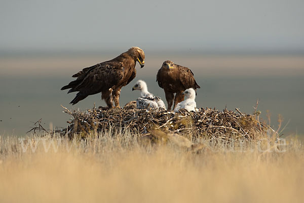 Steppenadler (Aquila nipalensis)