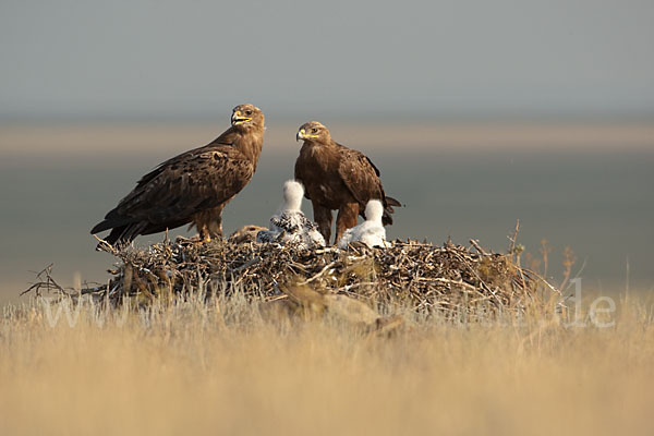 Steppenadler (Aquila nipalensis)