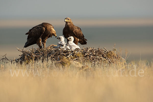 Steppenadler (Aquila nipalensis)