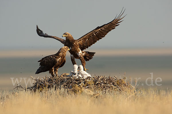 Steppenadler (Aquila nipalensis)