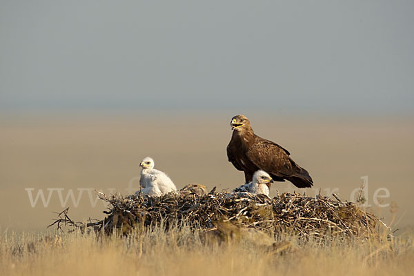 Steppenadler (Aquila nipalensis)