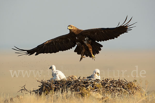 Steppenadler (Aquila nipalensis)