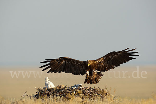 Steppenadler (Aquila nipalensis)