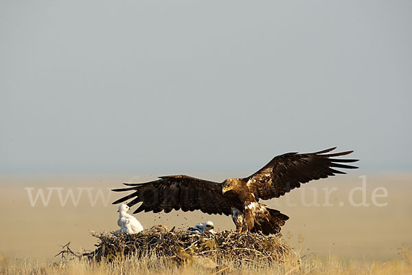 Steppenadler (Aquila nipalensis)