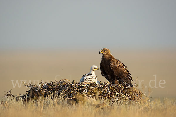 Steppenadler (Aquila nipalensis)