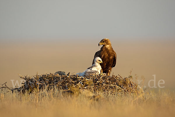 Steppenadler (Aquila nipalensis)