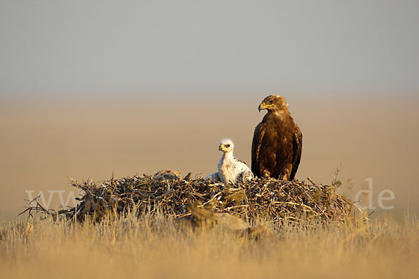 Steppenadler (Aquila nipalensis)