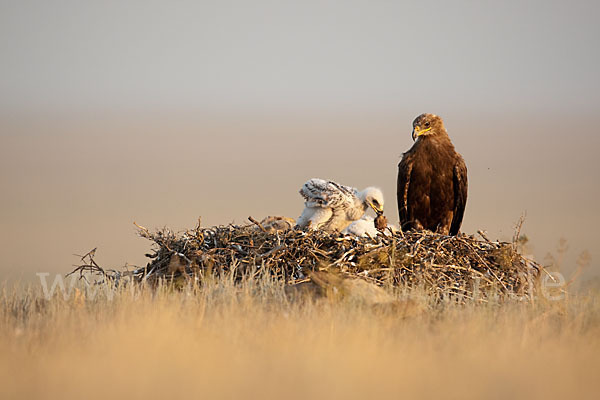 Steppenadler (Aquila nipalensis)