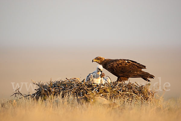 Steppenadler (Aquila nipalensis)