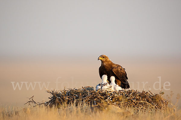 Steppenadler (Aquila nipalensis)