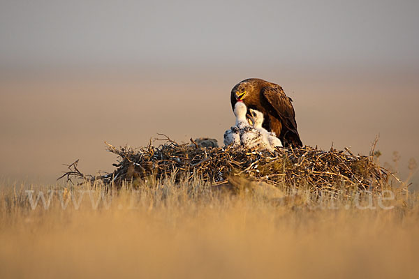 Steppenadler (Aquila nipalensis)