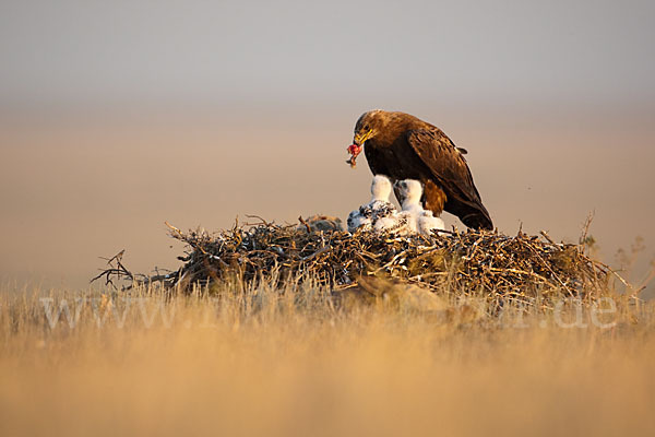 Steppenadler (Aquila nipalensis)